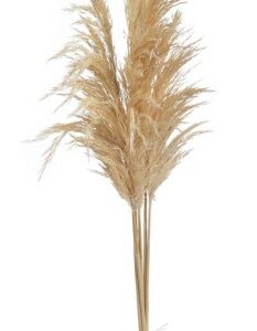 PAMPAS SECAS COLOR NATURAL